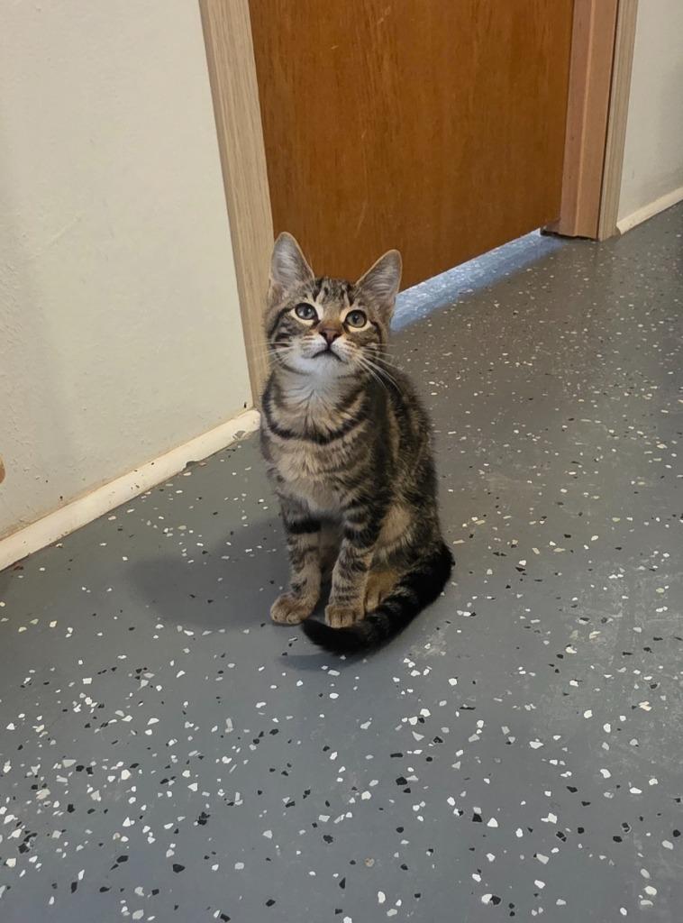 Gyro, a Adoptable mixed breed in Miami, OK image 4/5