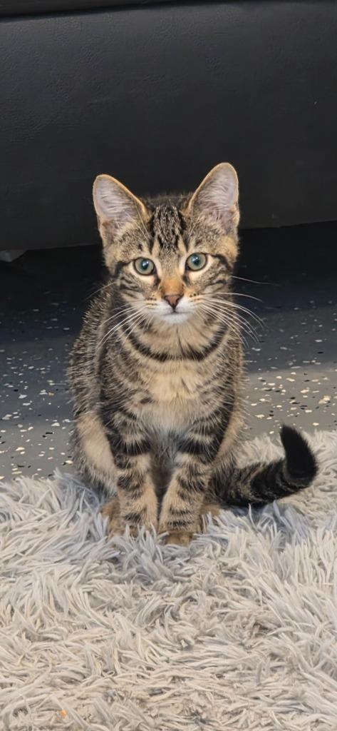 Gyro, a Adoptable mixed breed in Miami, OK image 5/5