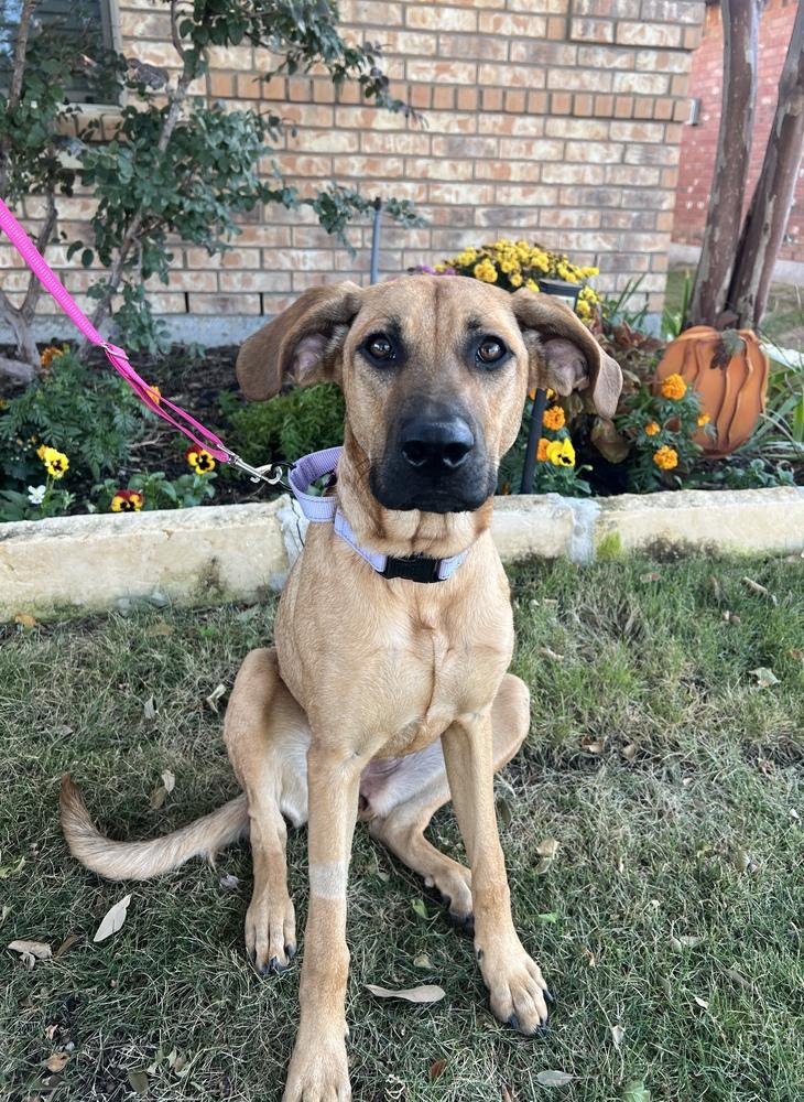 Miley, Adoptable, Puppy Female Coonhound & Hound.