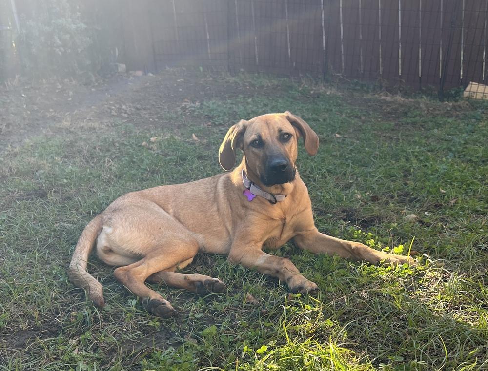 Miley, Adoptable, Puppy Female Coonhound & Hound.