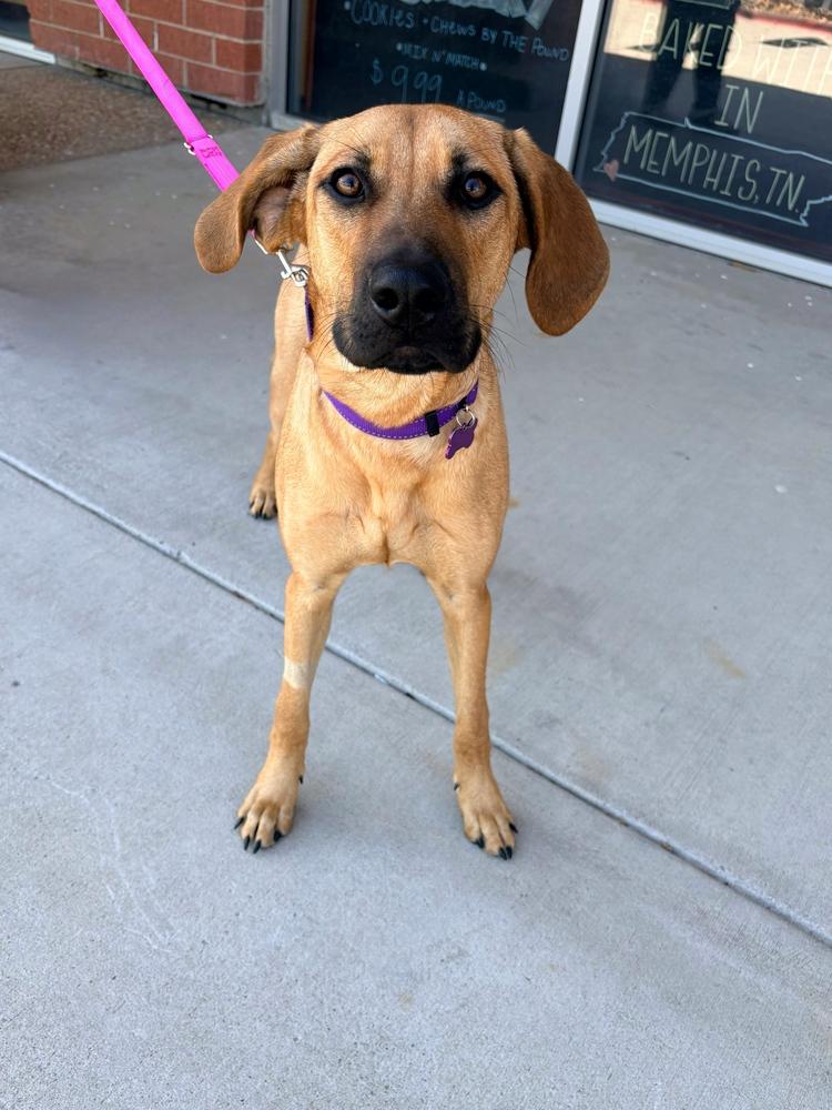 Miley, a Adoptable mixed breed in Frisco, TX image 3/6