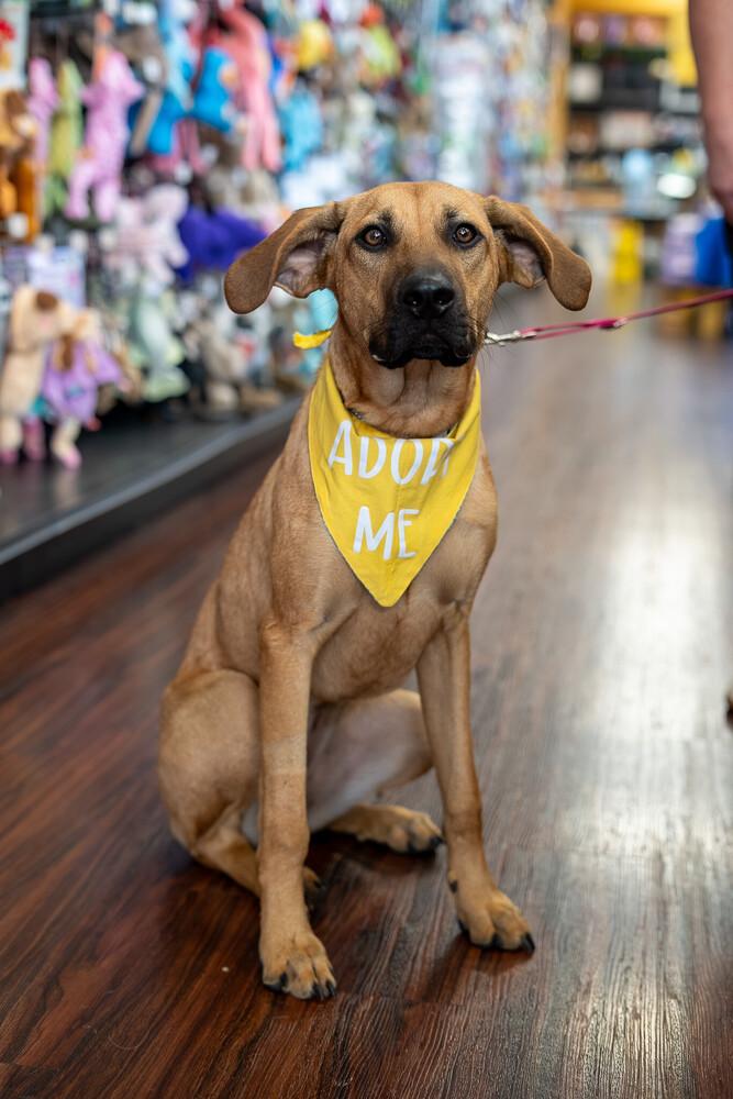 Miley, a Adoptable mixed breed in Frisco, TX image 6/6