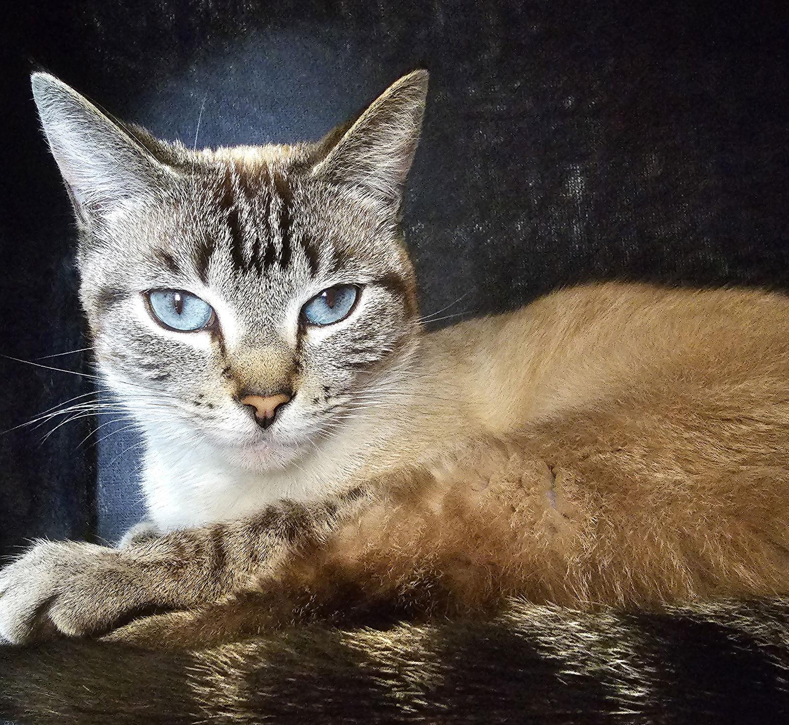 Munchies, Adoptable, Young Female Domestic Short Hair & Tabby.