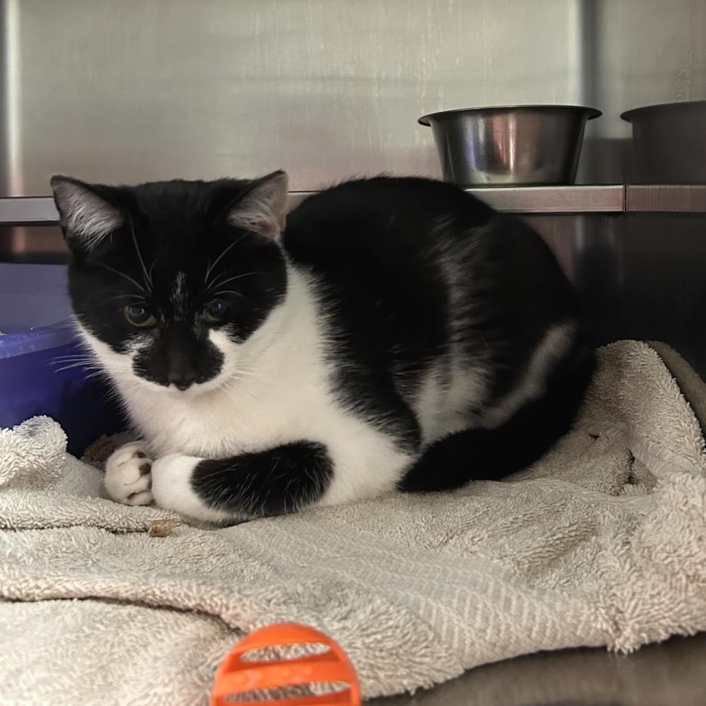 Simon - Meet me at Paw Mart on Bristol St.!