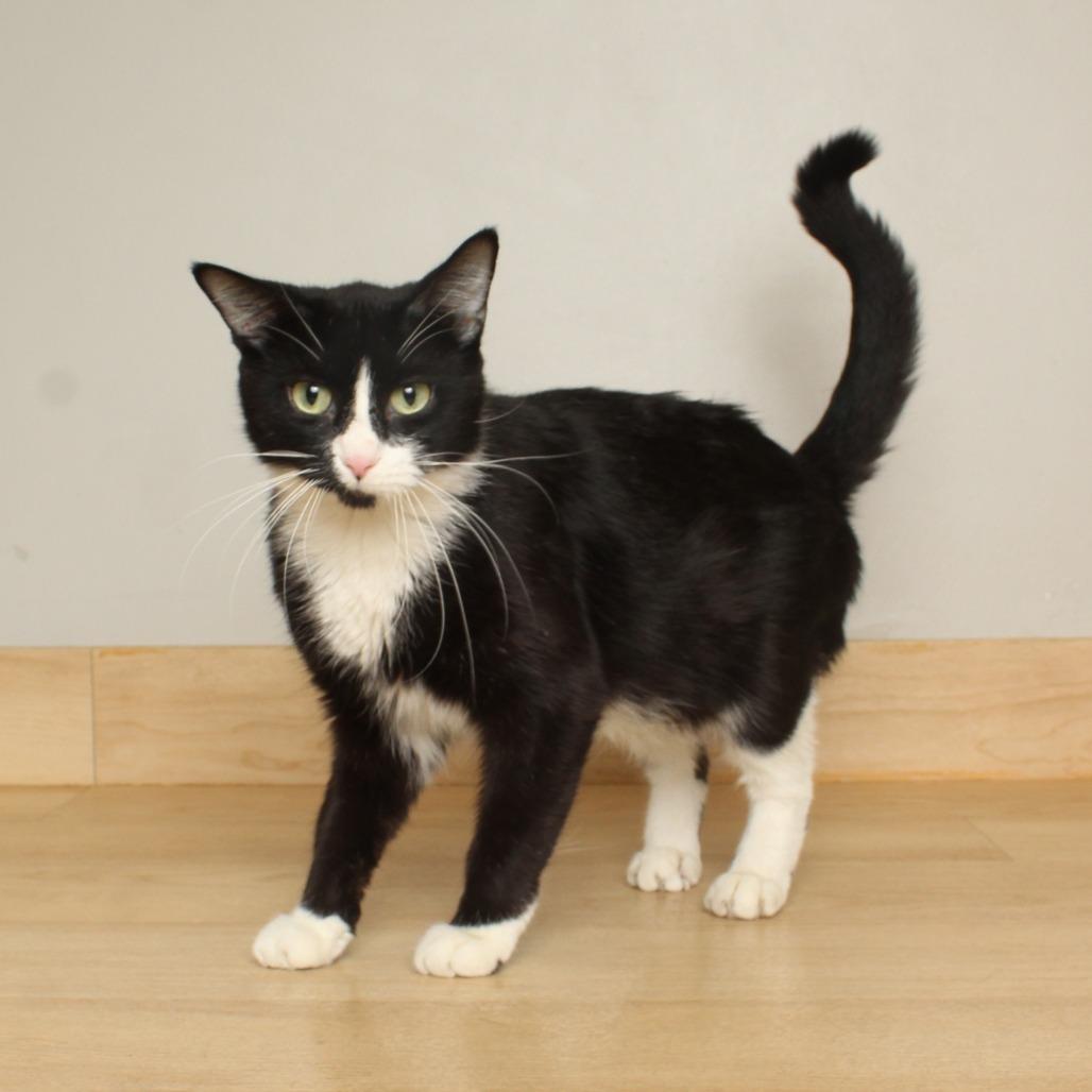 Enlarge Macy C67463, a Adoptable Domestic Short Hair in Minnetonka, MN image 1/6