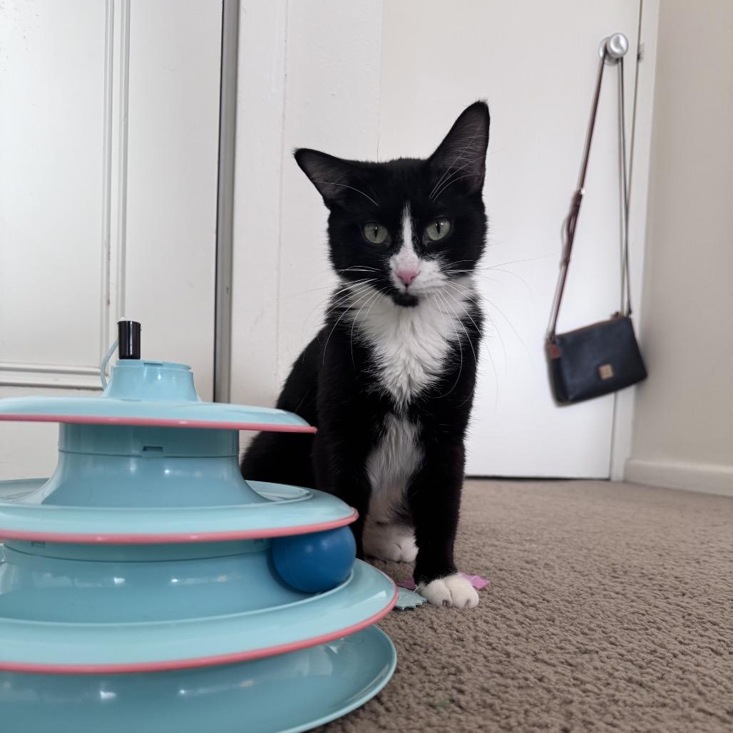 Enlarge Macy C67463, a Adoptable Domestic Short Hair in Minnetonka, MN image 2/6