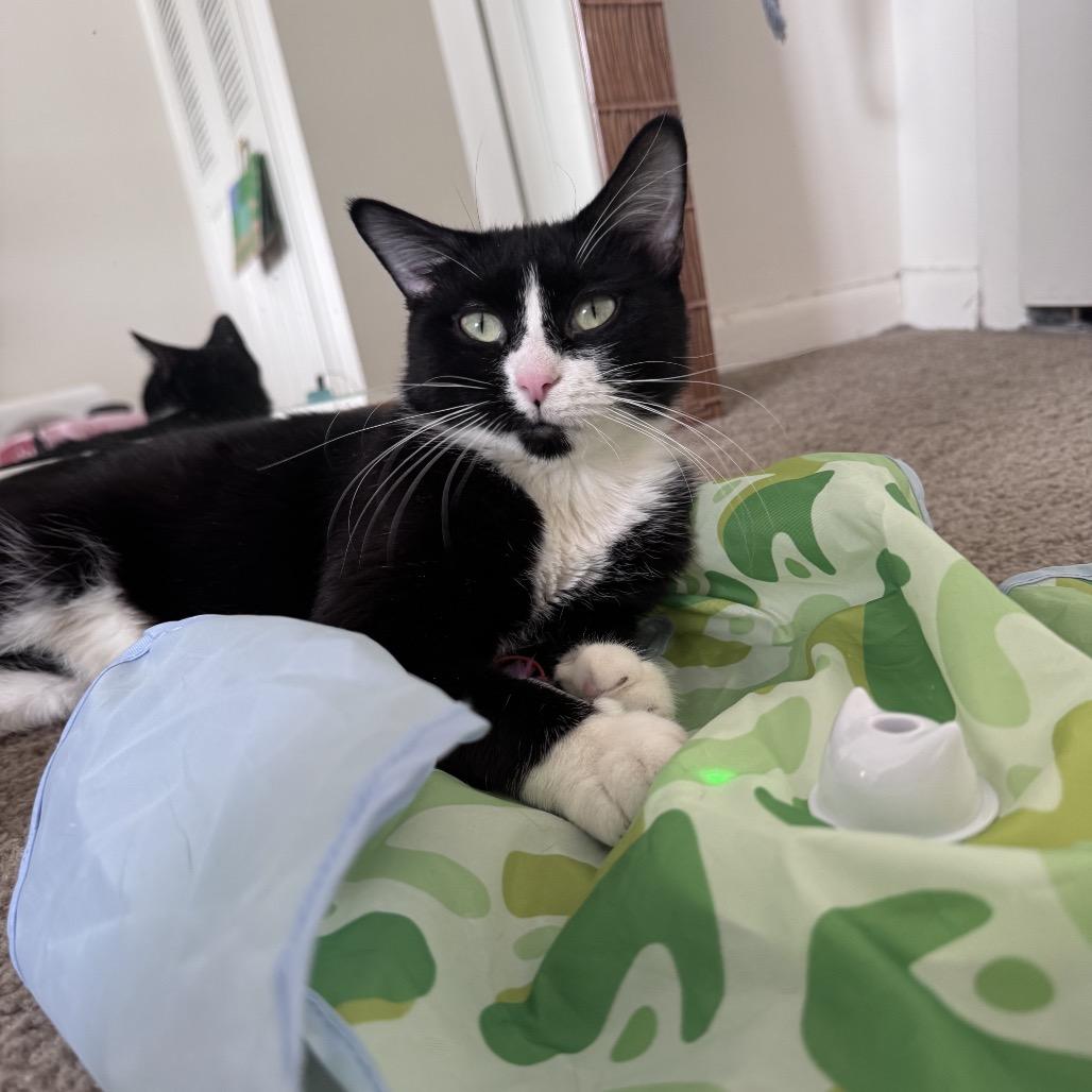 Enlarge Macy C67463, a Adoptable Domestic Short Hair in Minnetonka, MN image 3/6