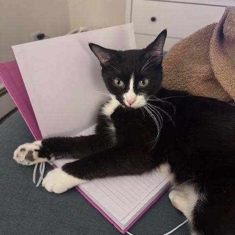 Enlarge Macy C67463, a Adoptable Domestic Short Hair in Minnetonka, MN image 4/6