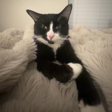 Enlarge Macy C67463, a Adoptable Domestic Short Hair in Minnetonka, MN image 6/6