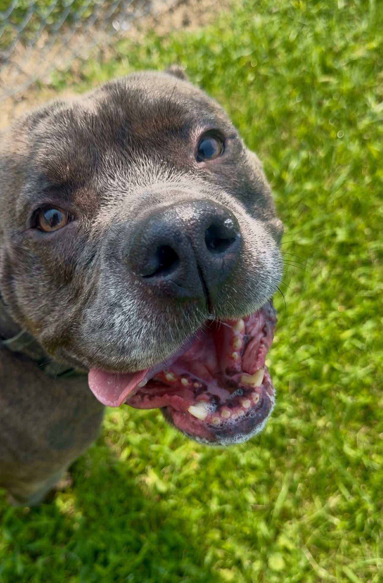 Enlarge Wrinkles, a Adoptable Pit Bull Terrier in Kansas City, MO image 3/5