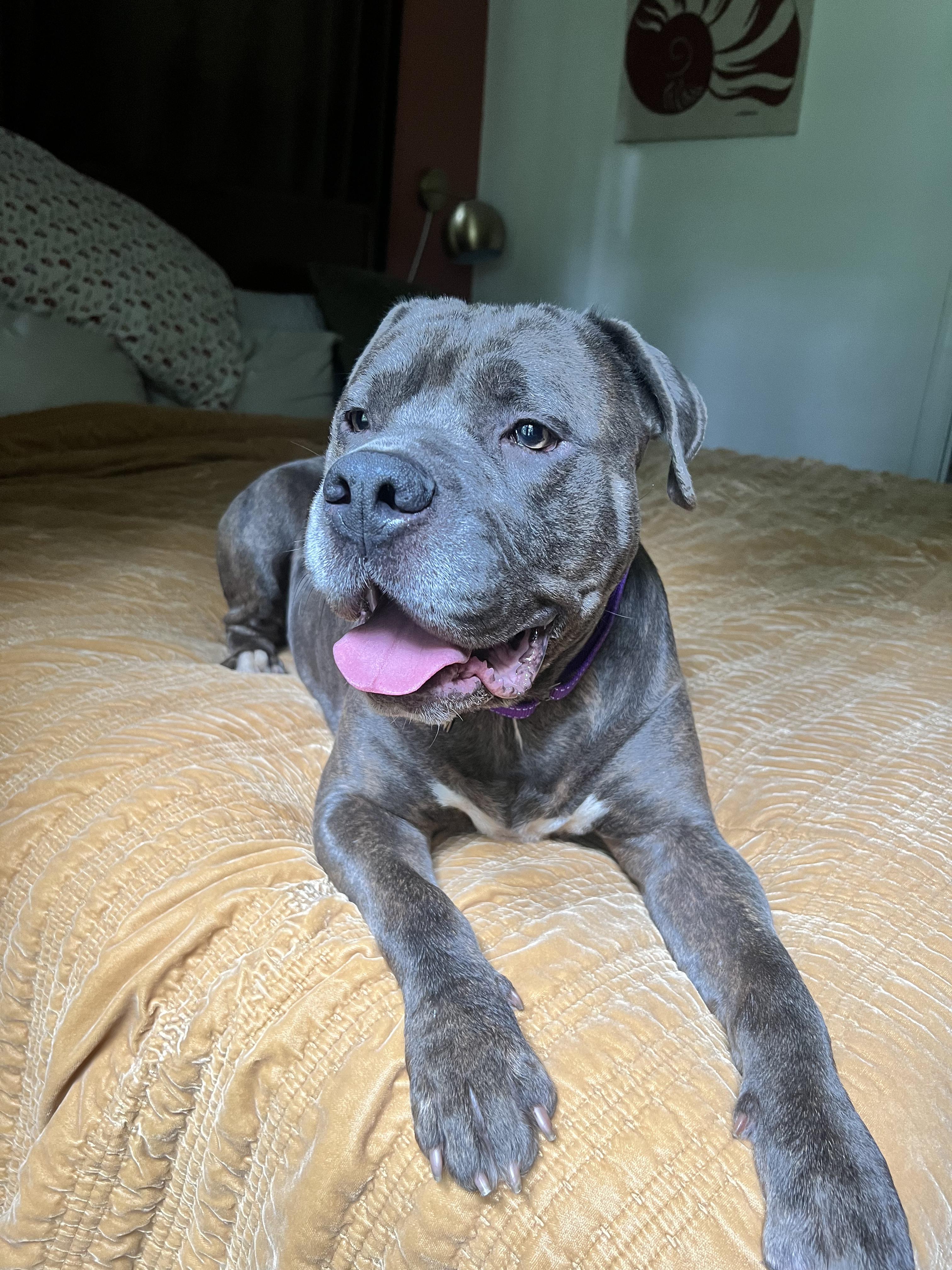Enlarge Wrinkles, a Adoptable Pit Bull Terrier in Kansas City, MO image 4/5