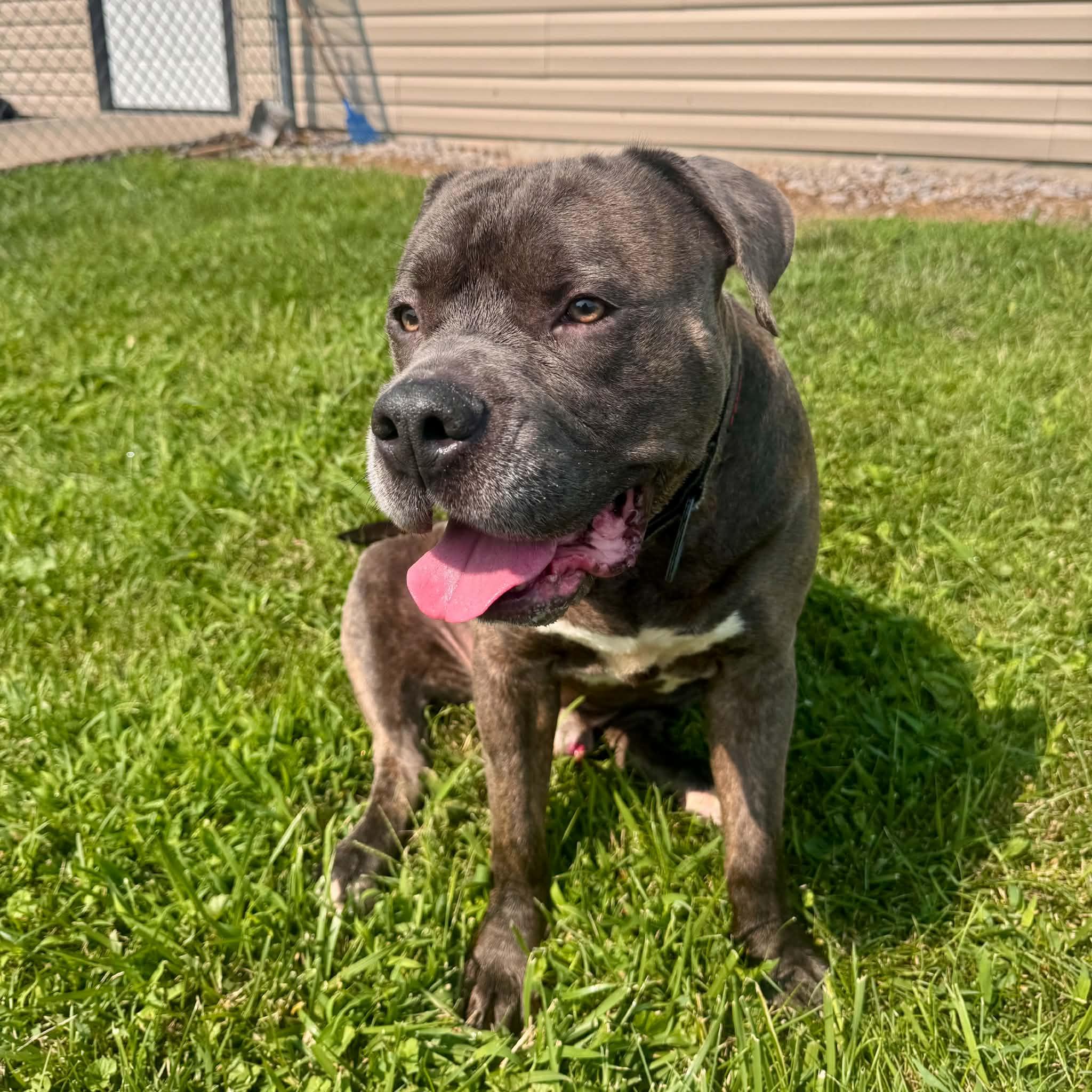 Enlarge Wrinkles, a Adoptable Pit Bull Terrier in Kansas City, MO image 5/5