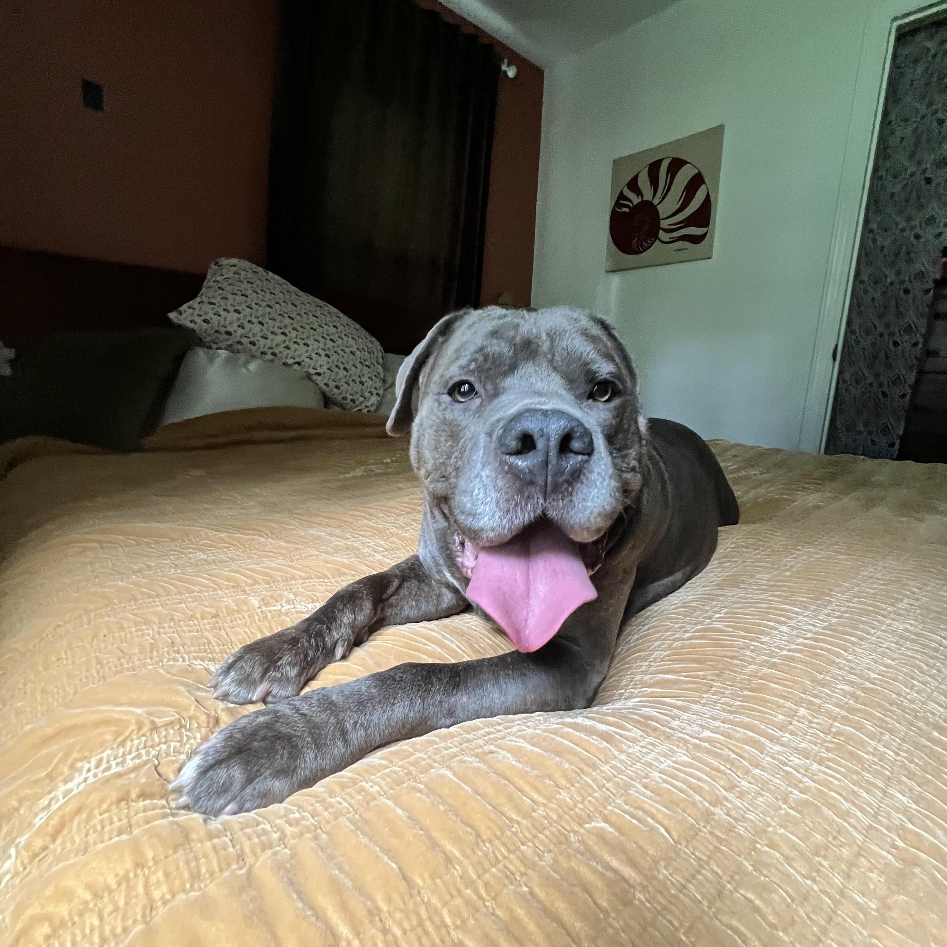 Enlarge Wrinkles, a Adoptable Pit Bull Terrier in Kansas City, MO image 2/5
