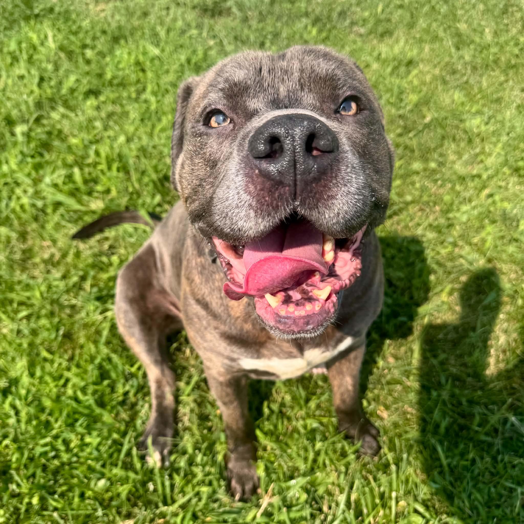 Wrinkles, Adoptable, Adult Male Pit Bull Terrier.