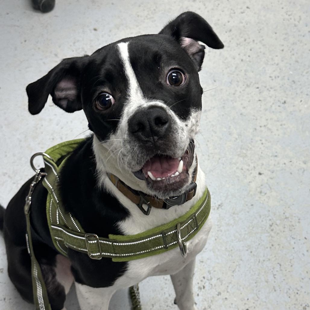 Marcel, Adoptable, Young Male Boxer & Hound.