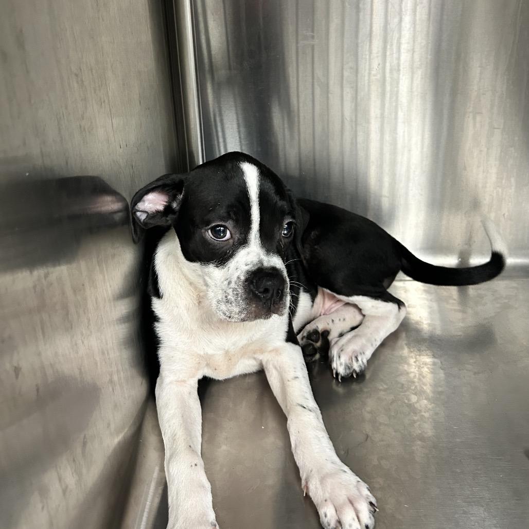 Enlarge Marcel, a Adoptable mixed breed in Uniontown, PA image 3/6