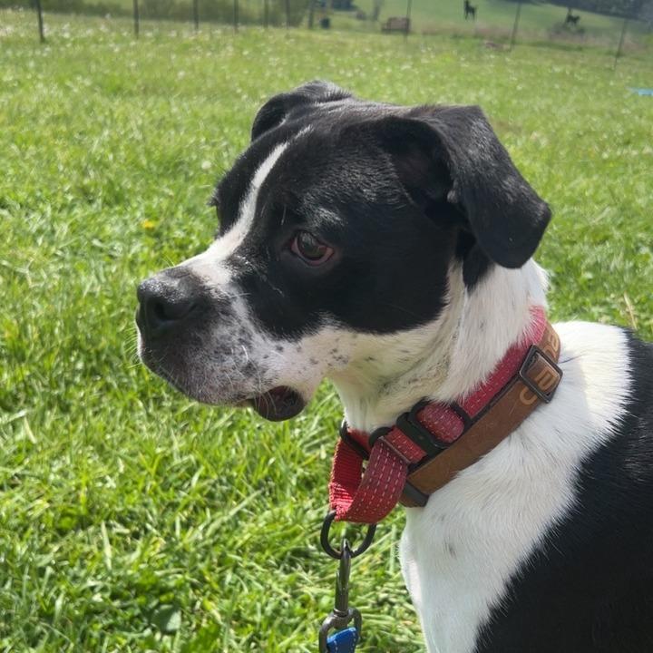 Enlarge Marcel, a Adoptable mixed breed in Uniontown, PA image 4/6