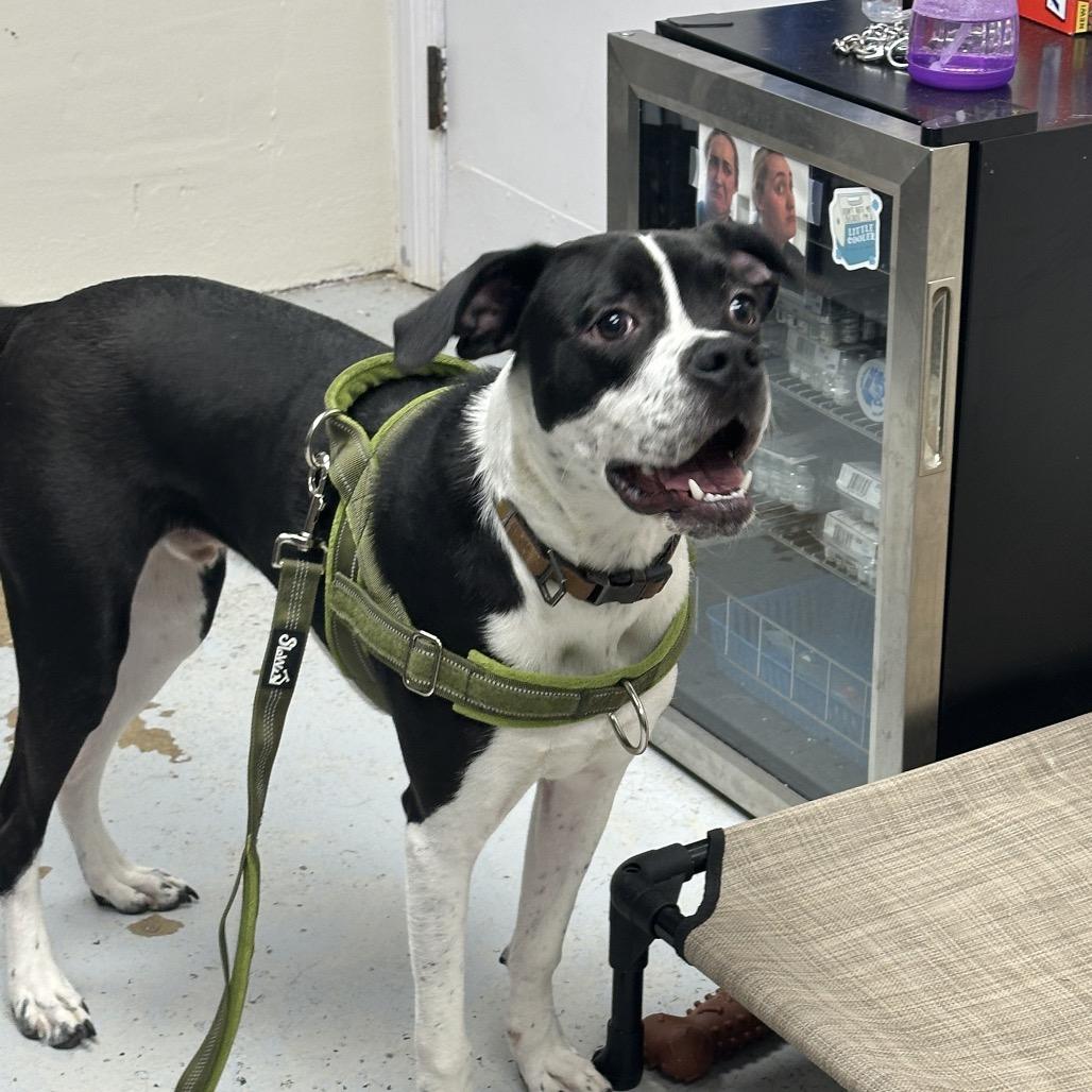 Enlarge Marcel, a Adoptable mixed breed in Uniontown, PA image 5/6