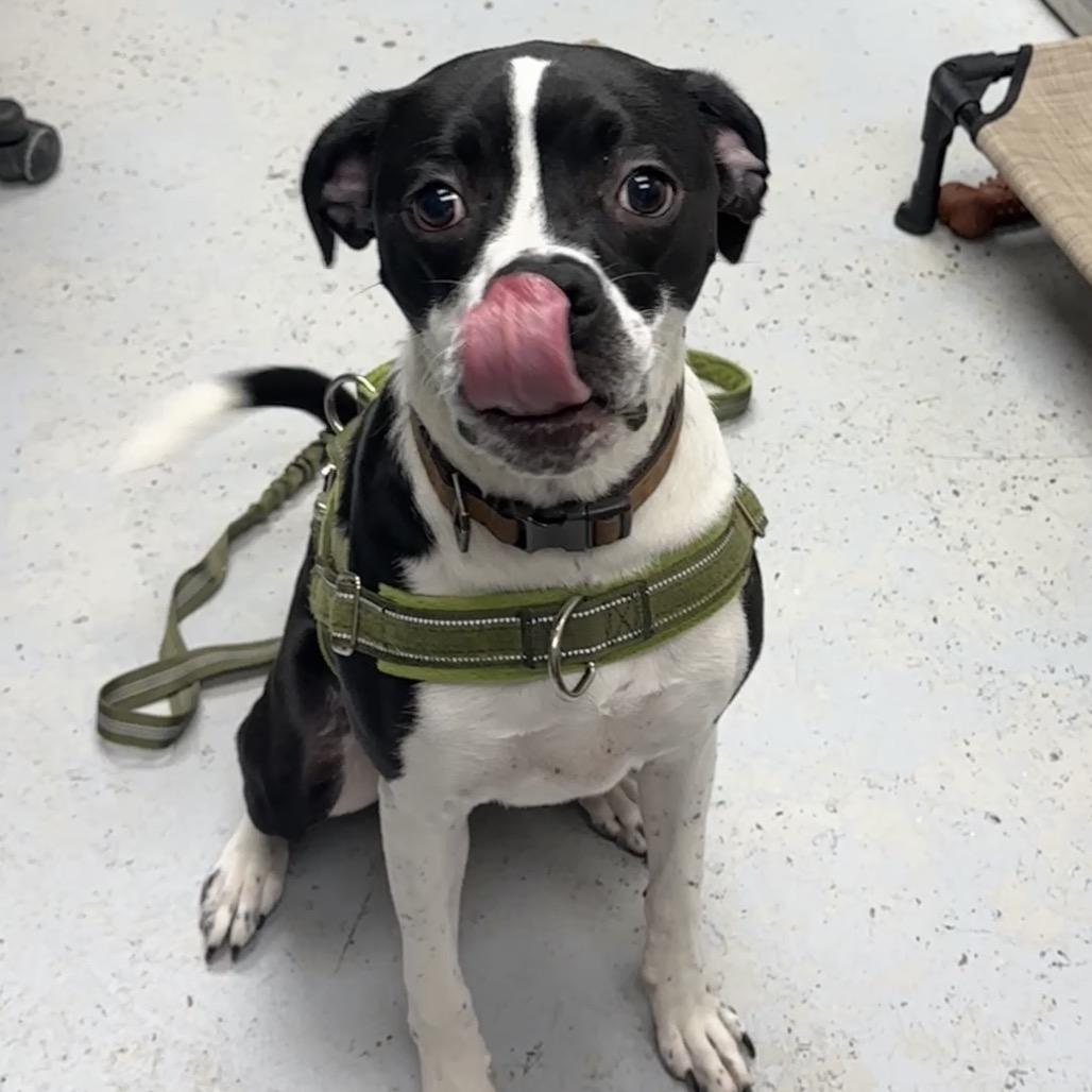 Enlarge Marcel, a Adoptable mixed breed in Uniontown, PA image 6/6