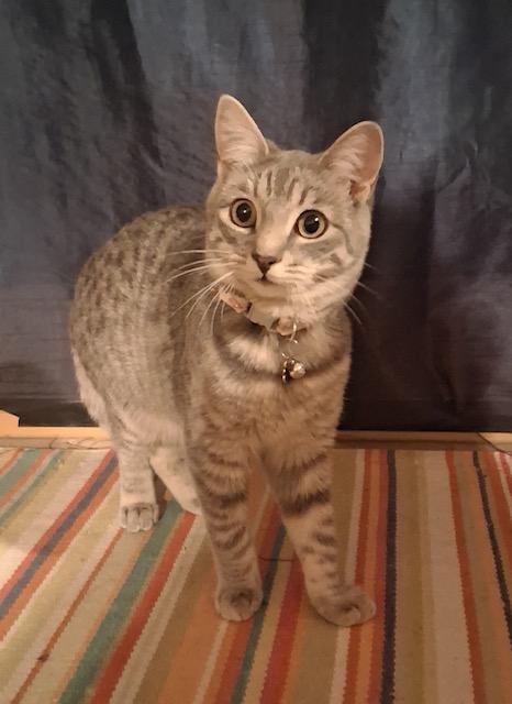 Yandy, a Adoptable Domestic Short Hair in Santa Cruz, CA image 4/6