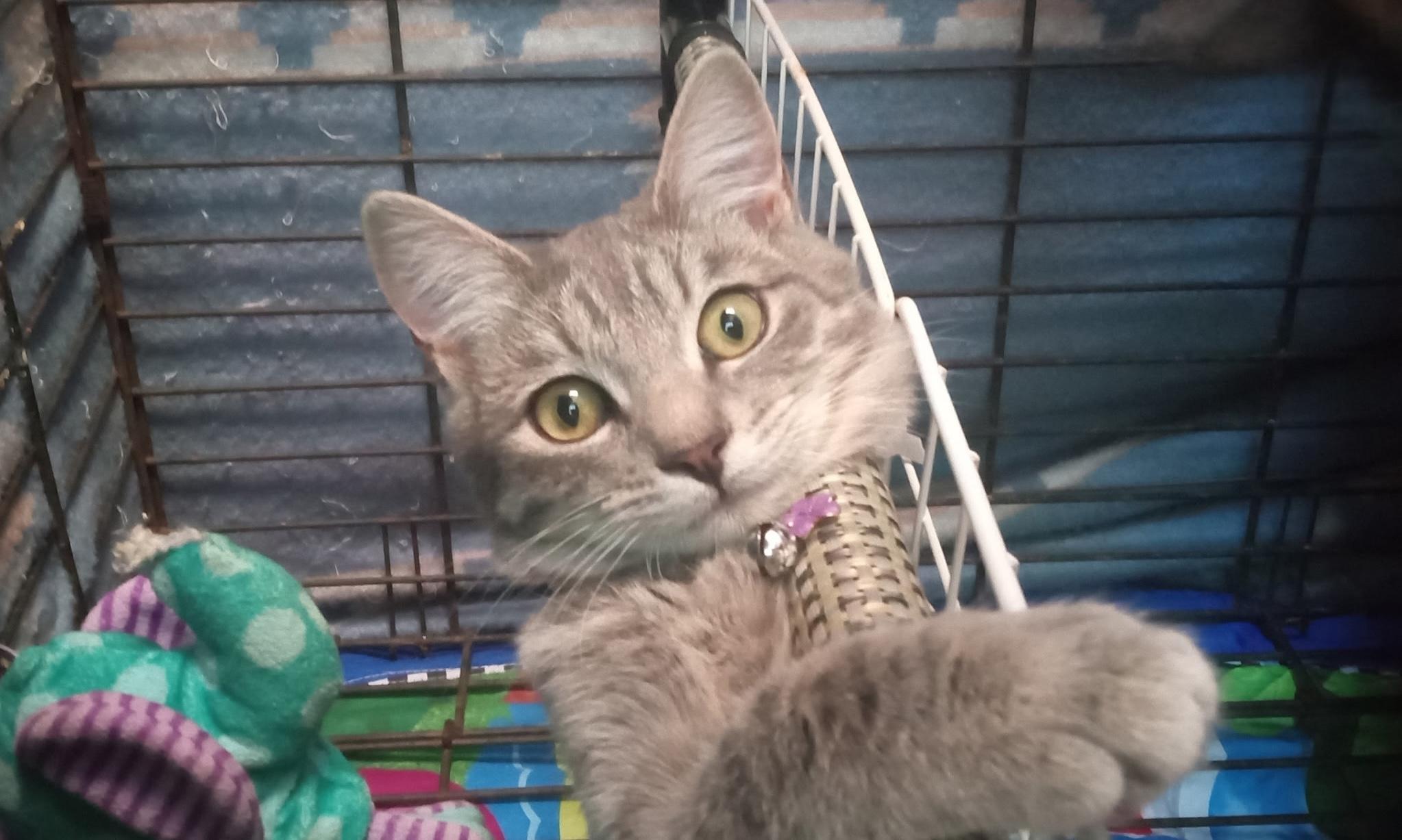 Vandey, a Adoptable Domestic Short Hair in Santa Cruz, CA image 1/6