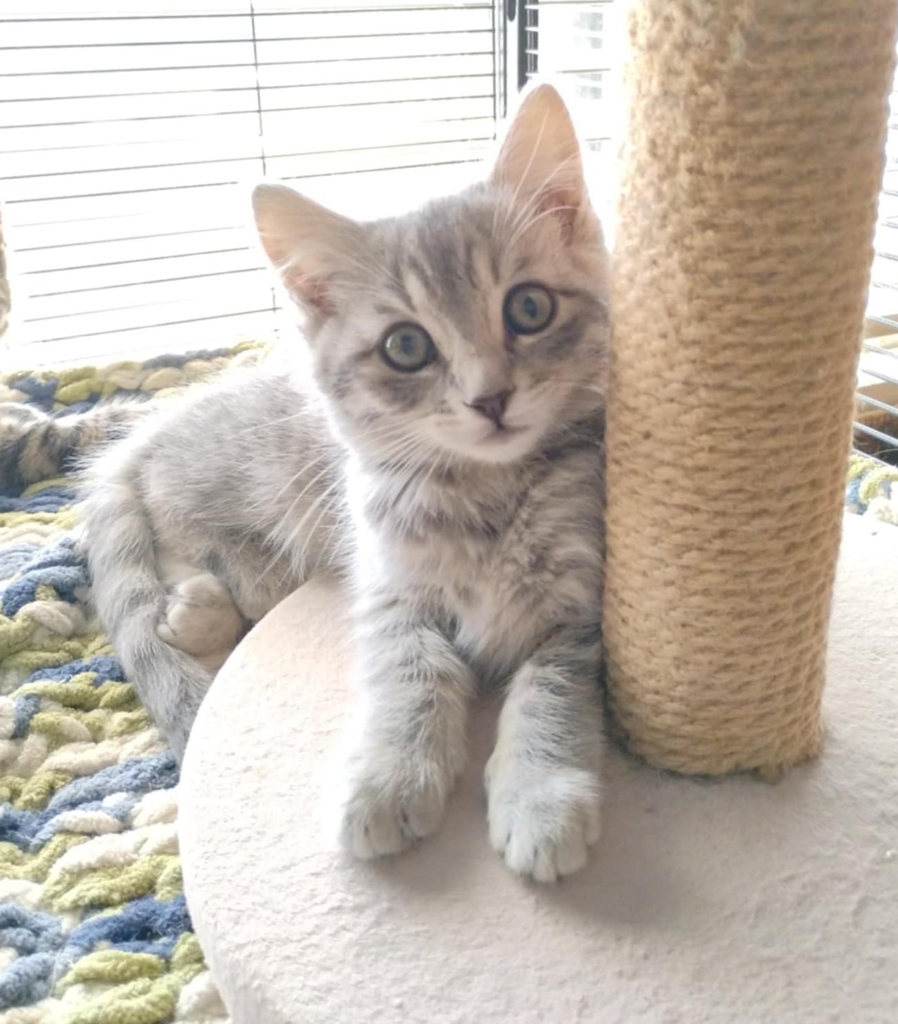 Yandy, a Adoptable Domestic Short Hair in Santa Cruz, CA image 3/6