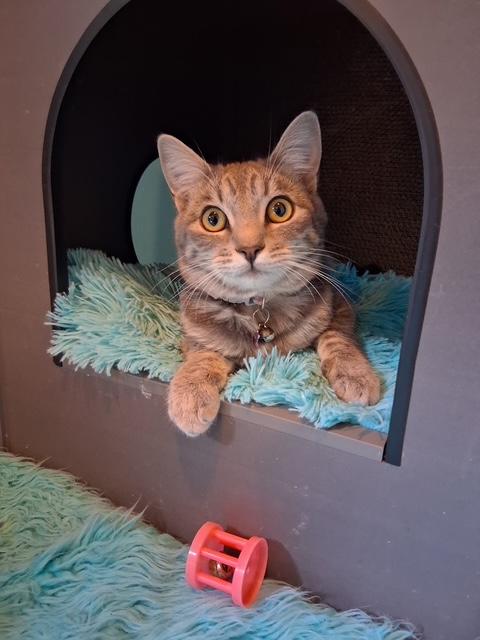 Vandey, a Adoptable Domestic Short Hair in Santa Cruz, CA image 2/6