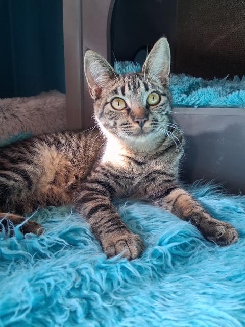 Yandy, a Adoptable Domestic Short Hair in Santa Cruz, CA image 1/6