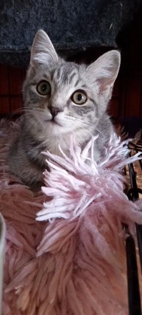 Yandy, a Adoptable Domestic Short Hair in Santa Cruz, CA image 5/6