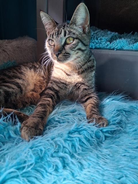 Yandy, a Adoptable Domestic Short Hair in Santa Cruz, CA image 2/6