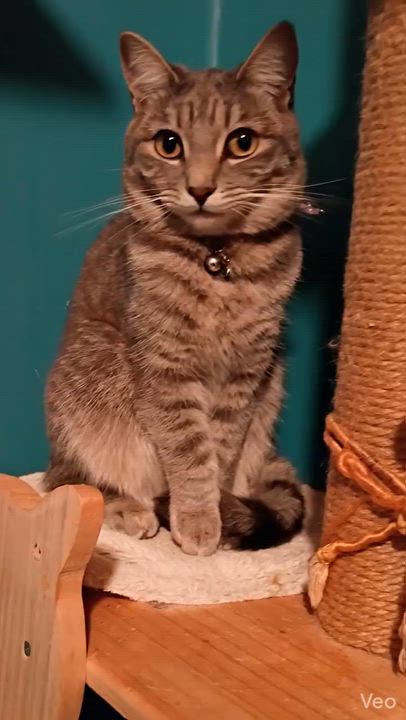 Enlarge Vandey, a Adoptable Domestic Short Hair in Santa Cruz, CA video 4/6