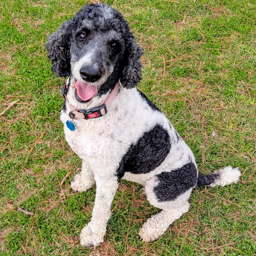 Presley Claire (San Antonio)