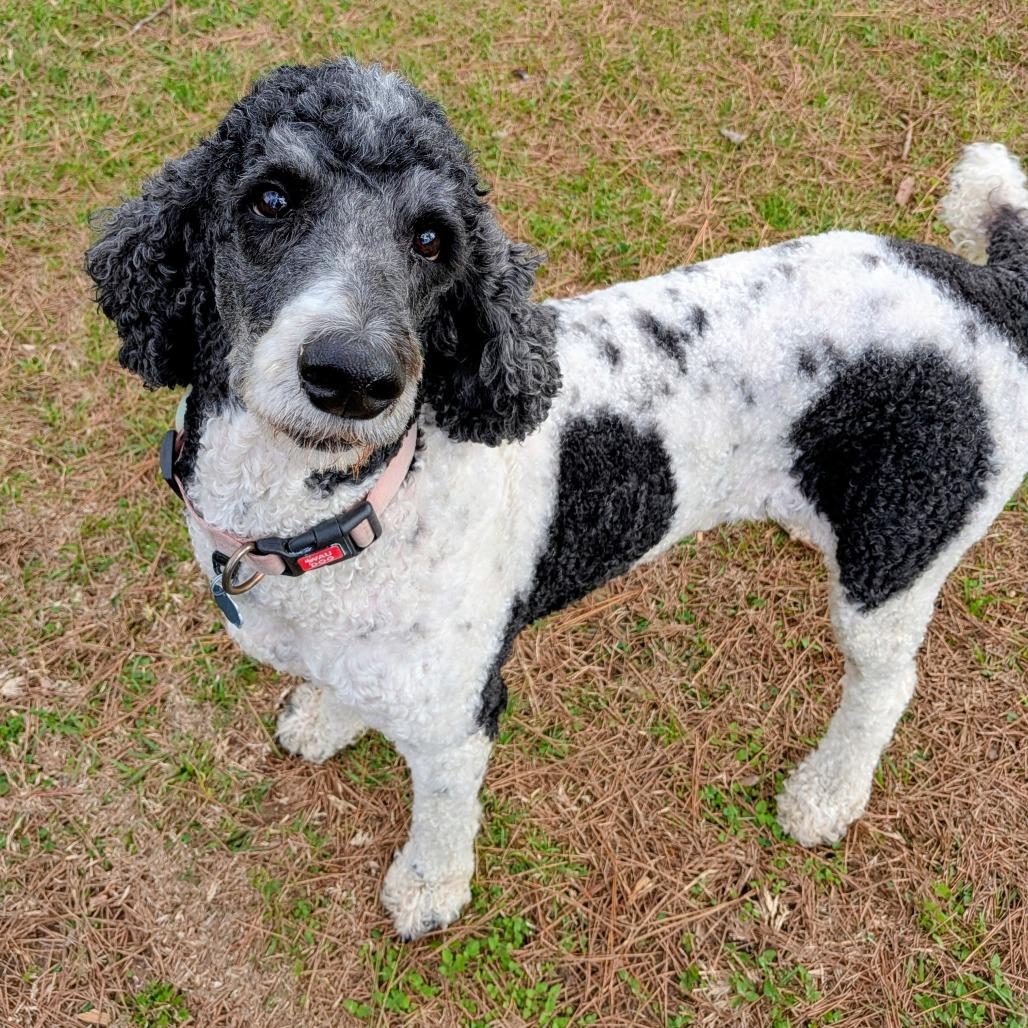 Presley Claire (San Antonio) — thumbnail 2