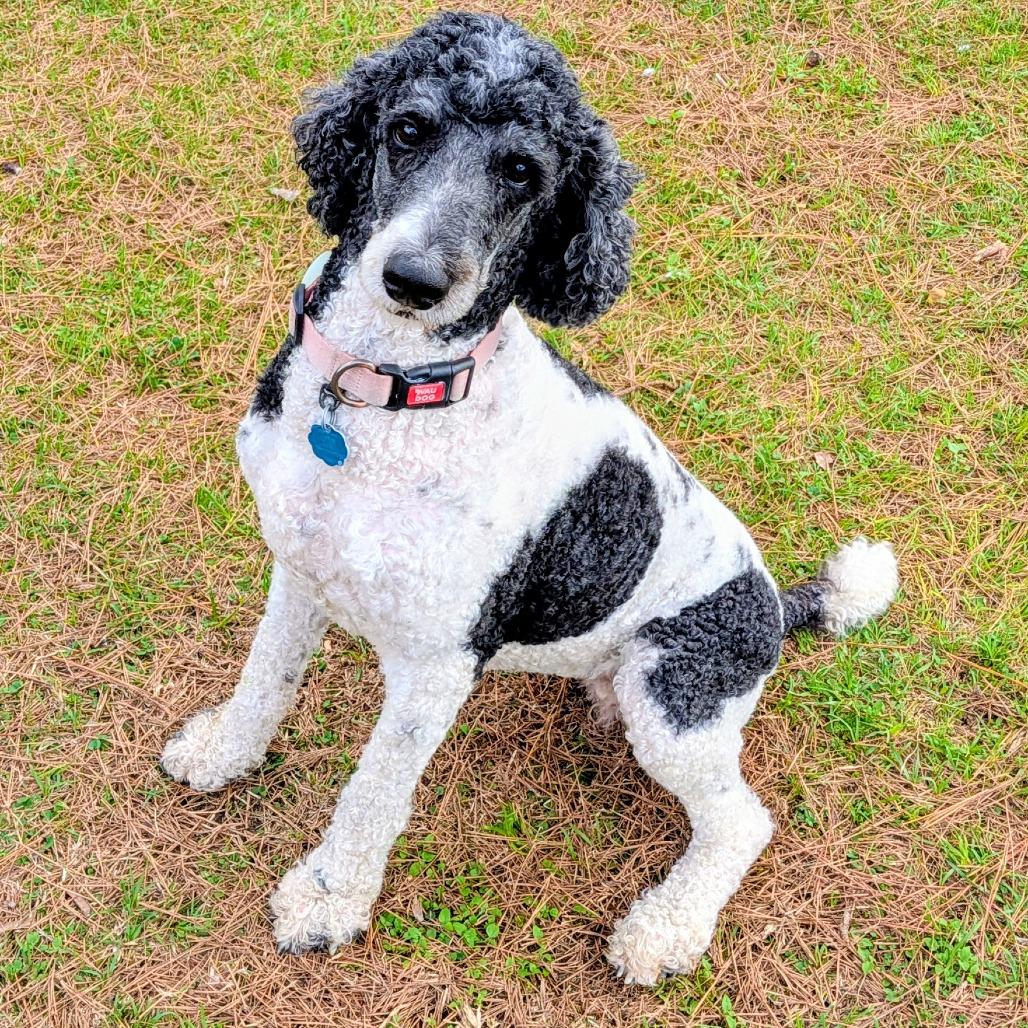 Presley Claire (San Antonio) — thumbnail 3