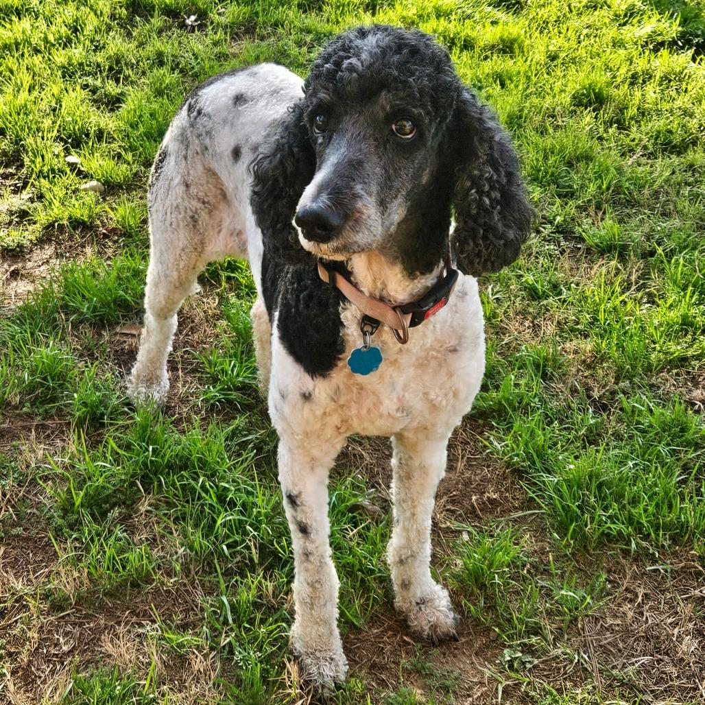 Presley Claire (San Antonio) — thumbnail 4