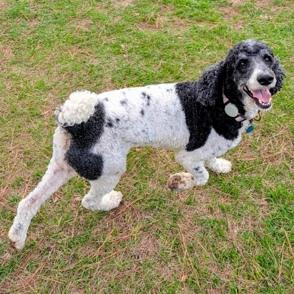 Presley Claire (San Antonio) — thumbnail 6