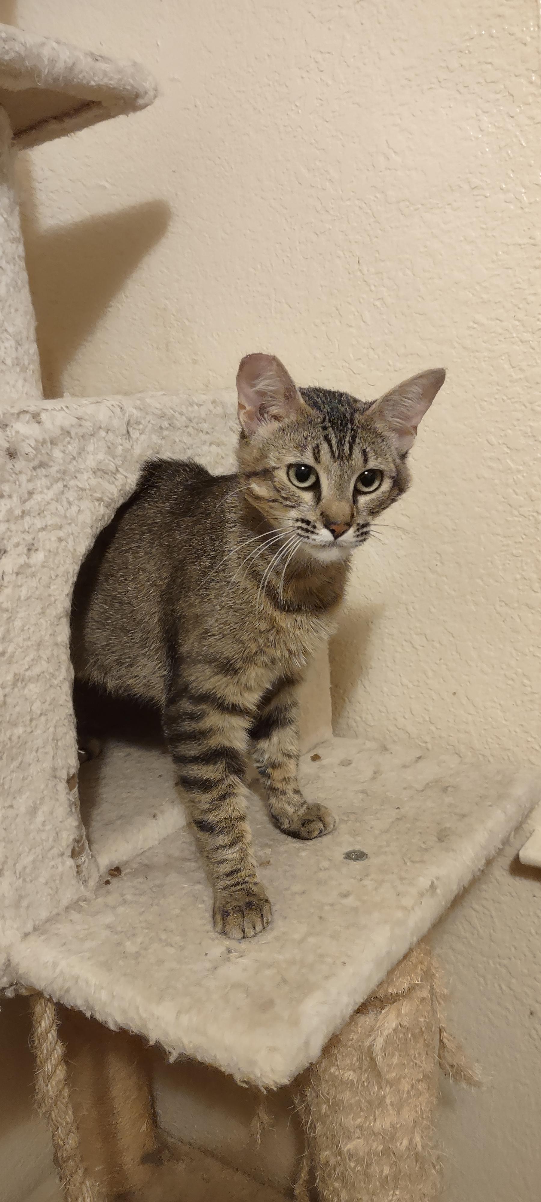 Leyla, a Adoptable Domestic Short Hair in Rio Linda, CA image 1/3