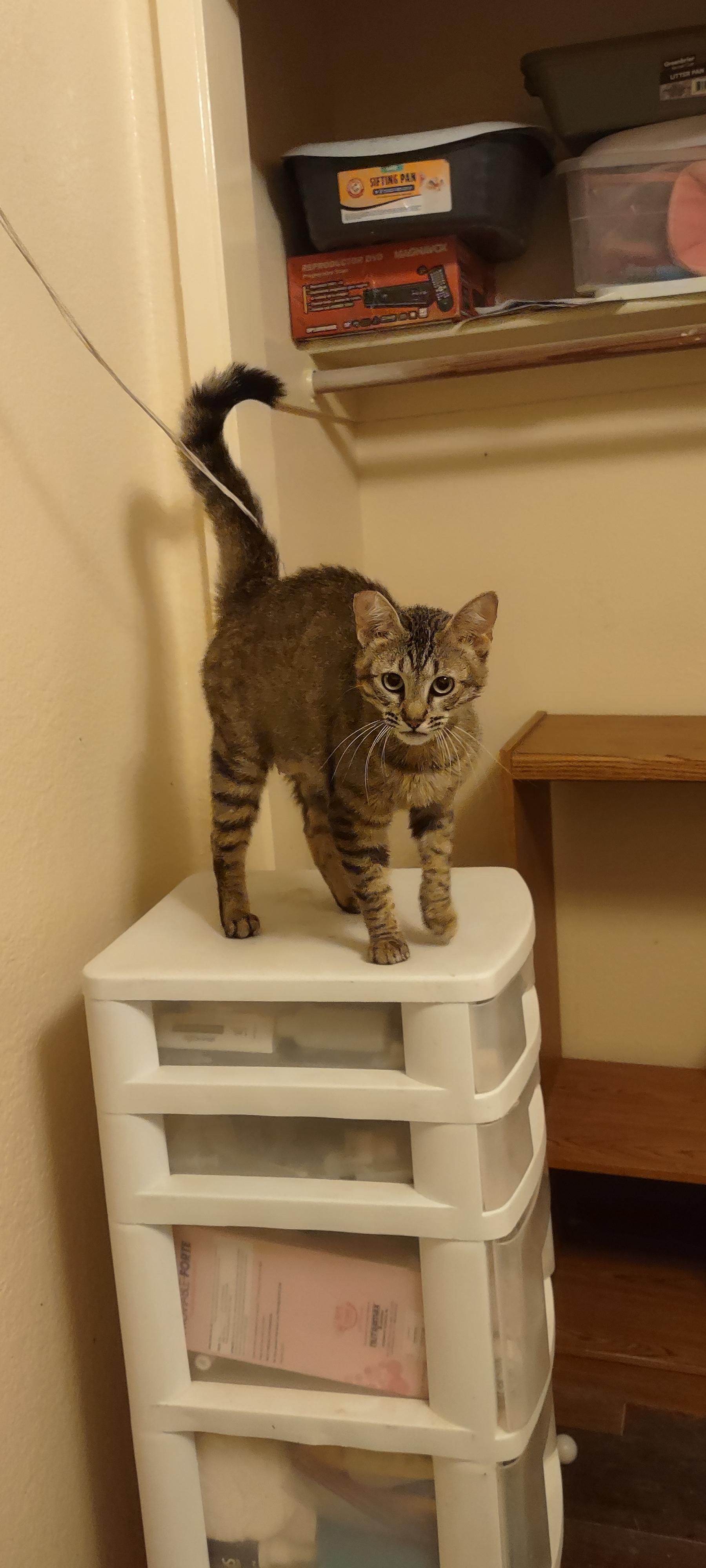 Leyla, a Adoptable Domestic Short Hair in Rio Linda, CA image 2/3