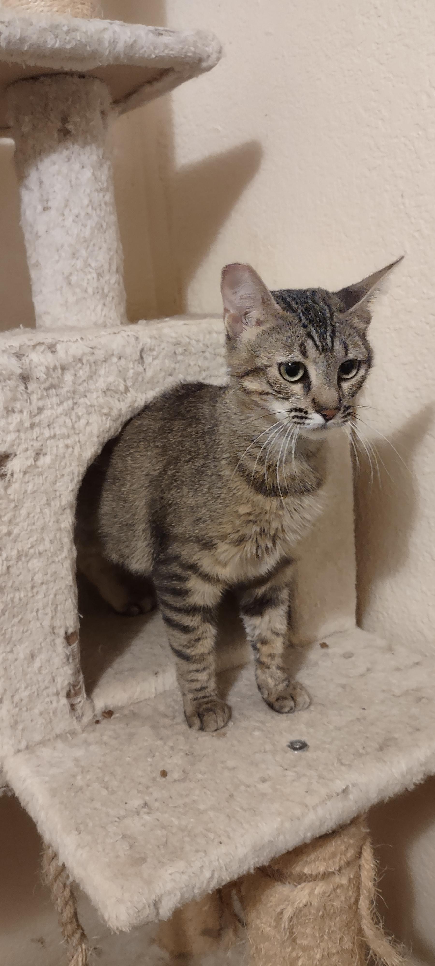 Leyla, a Adoptable Domestic Short Hair in Rio Linda, CA image 3/3