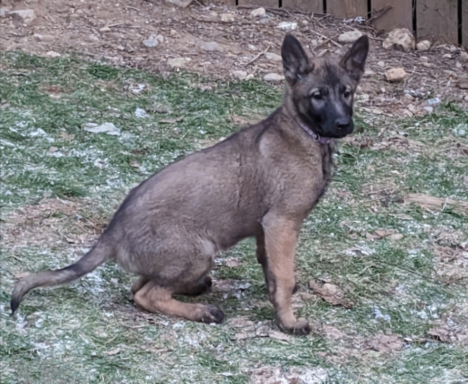 Enlarge Magic, a Adopted mixed breed in Sedro Woolley, WA image 1/1
