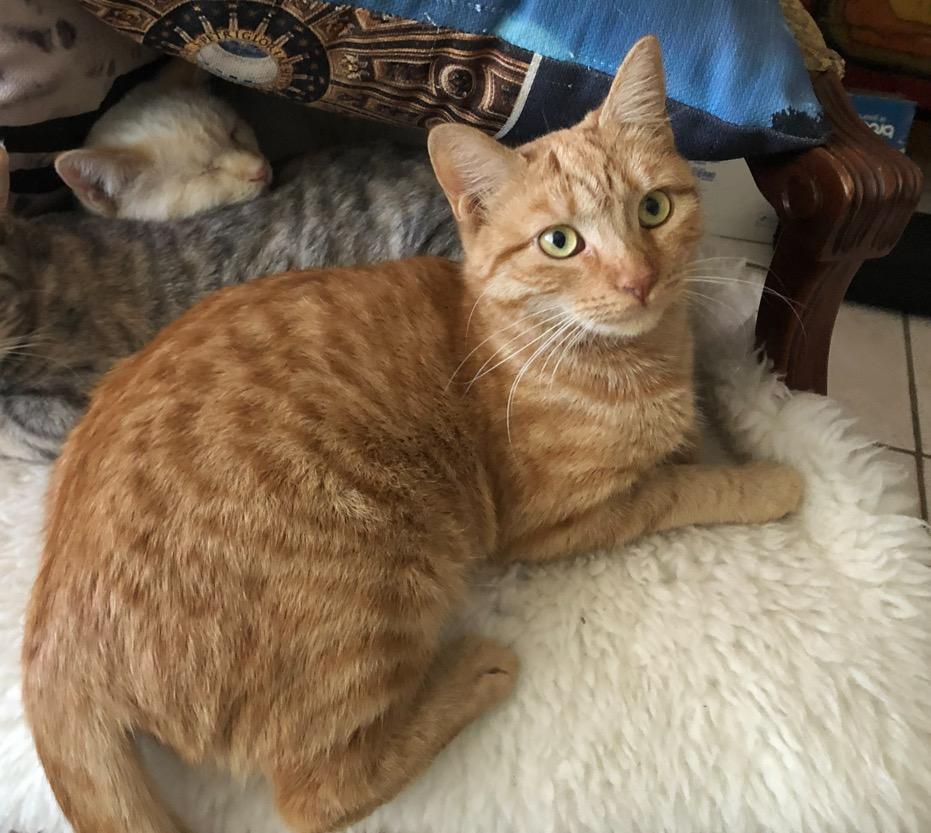 CeCe, Adoptable, Young Female Domestic Short Hair.