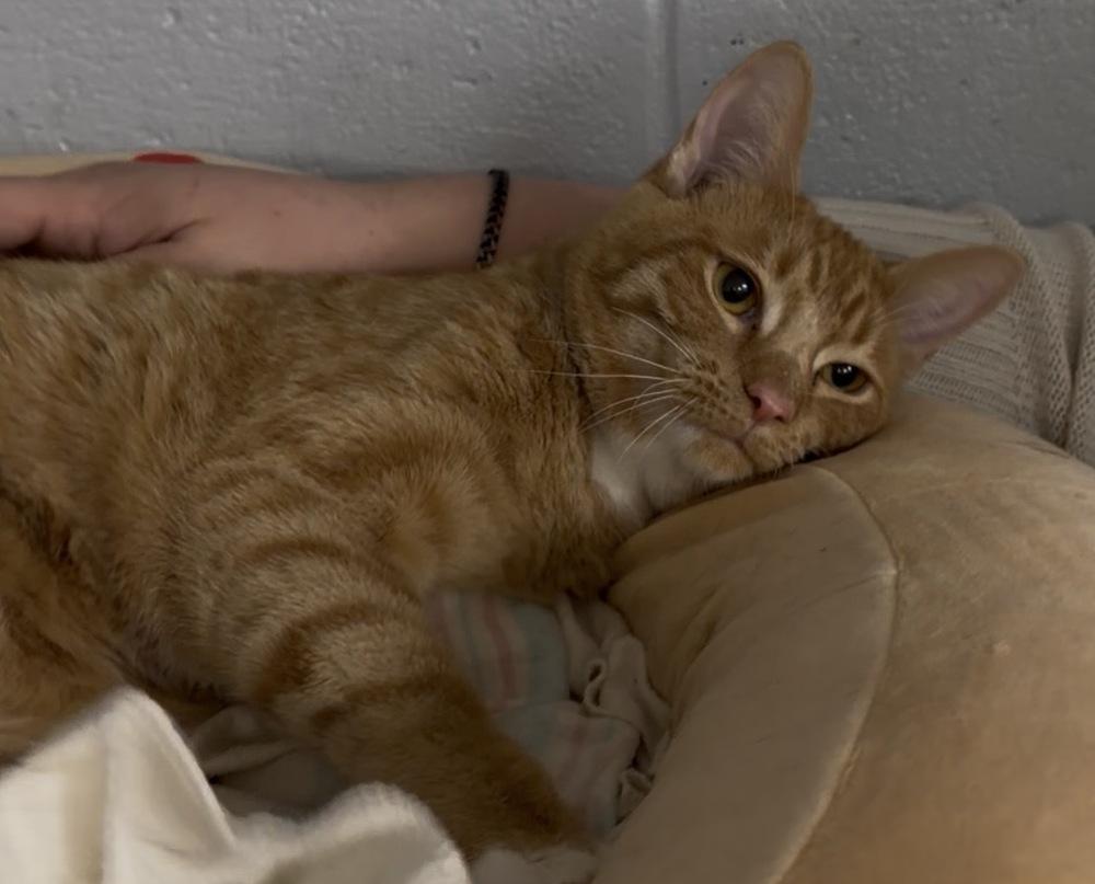 Curly, Adoptable, Young Male Domestic Short Hair.