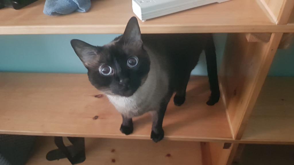 Sam, Adoptable, Adult Male Siamese.