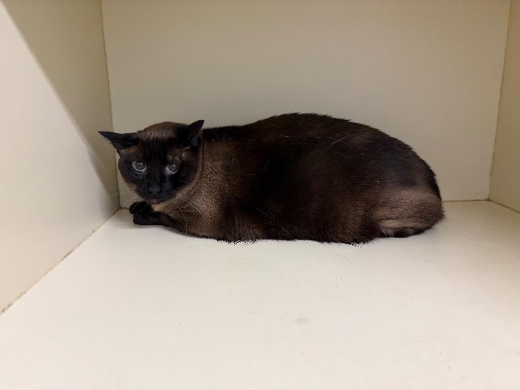 Enlarge Sam, a Adoptable Siamese in Bloomington, IN image 2/3