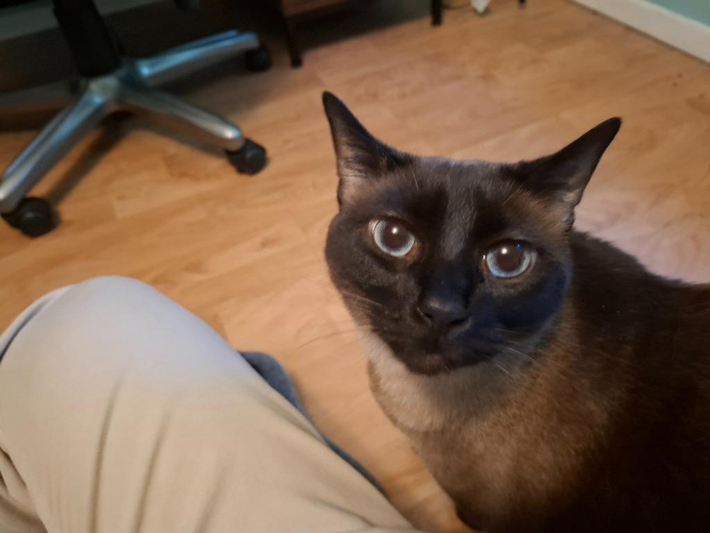 Enlarge Sam, a Adoptable Siamese in Bloomington, IN image 3/3