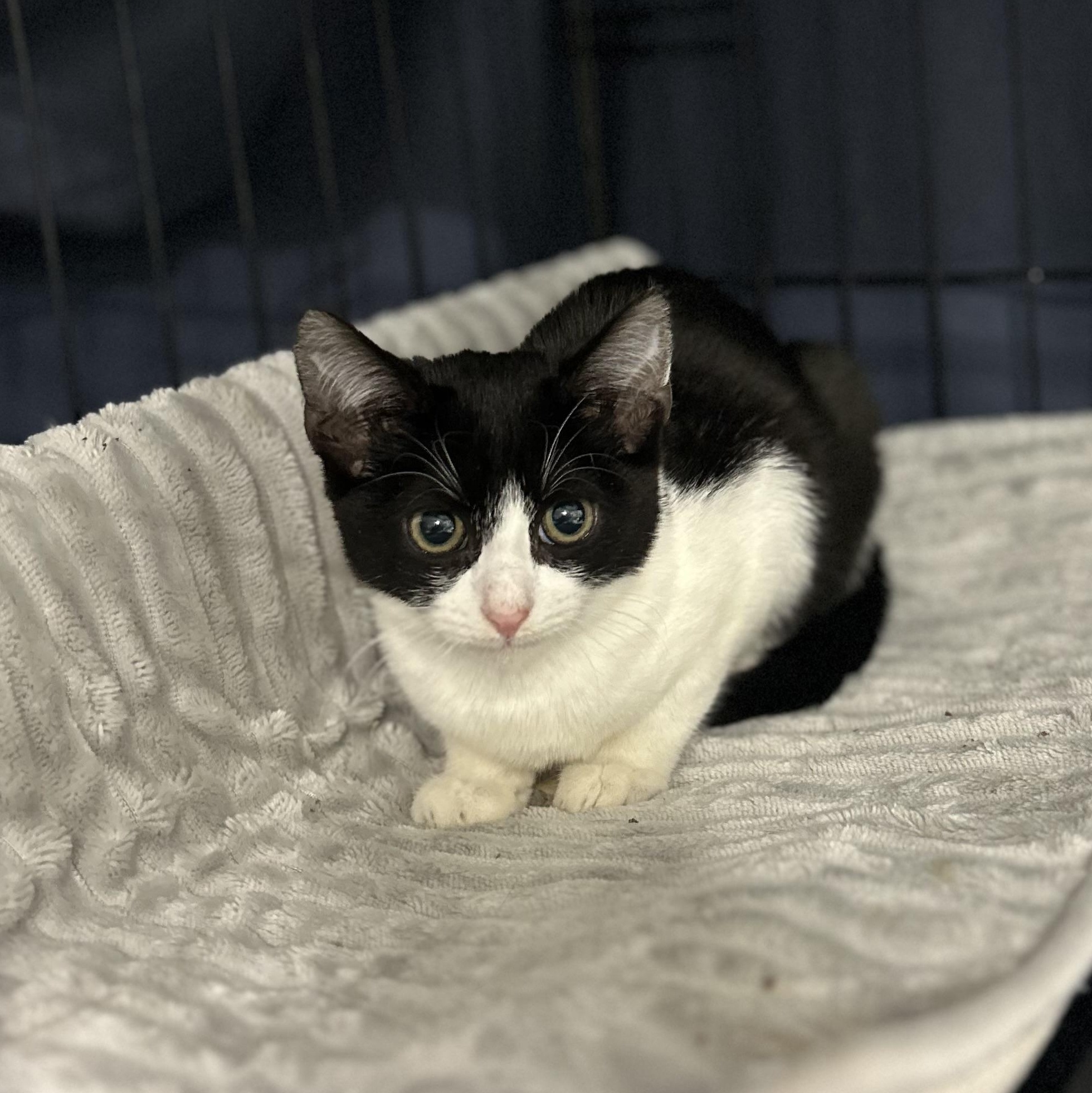 Edward (Male) Kitten , ADOPTABLE, Kitten Male Domestic Short Hair.