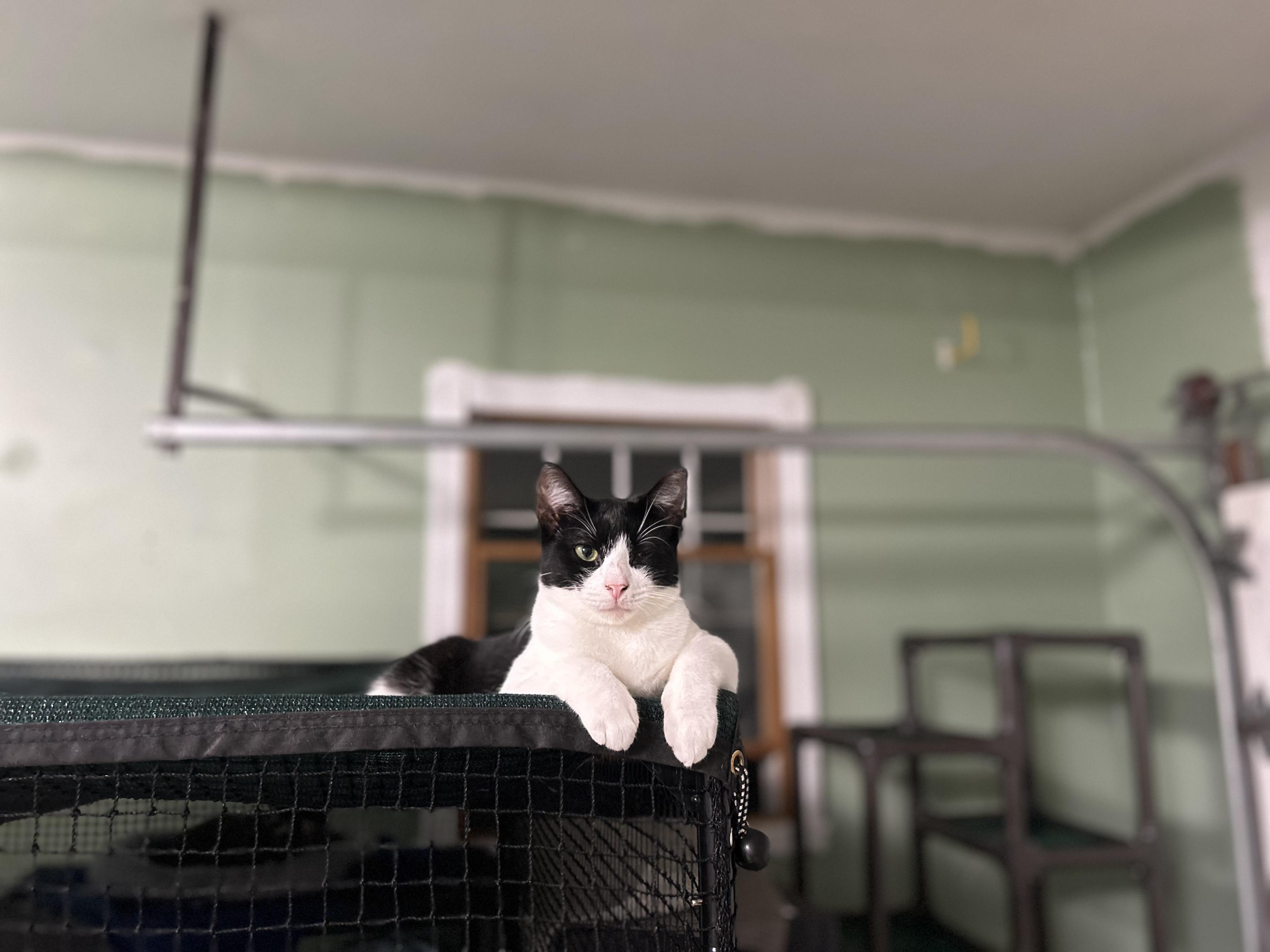 Enlarge Edward (Male) Kitten , a Adoptable Domestic Short Hair in West Nyack, NY image 2/3