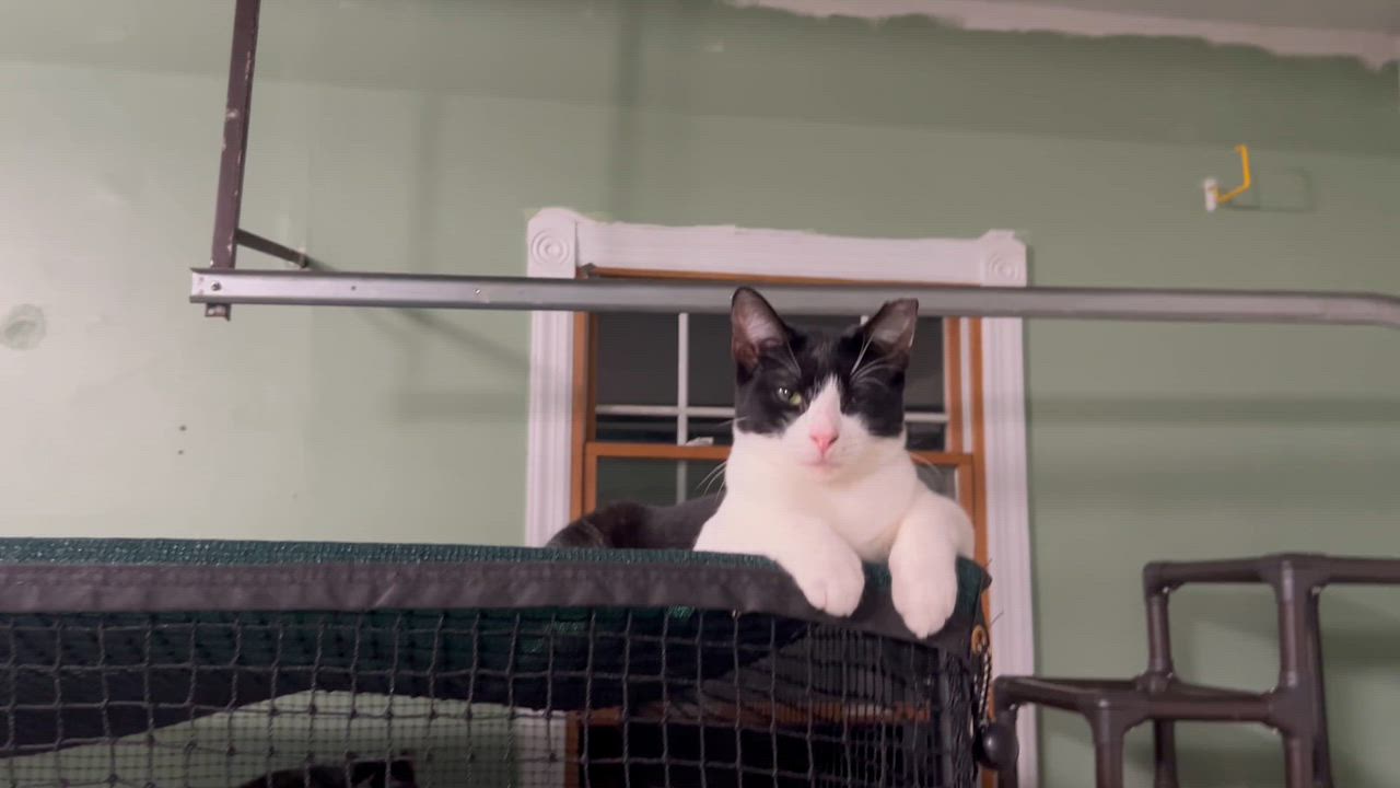 Enlarge Edward (Male) Kitten , a Adoptable Domestic Short Hair in West Nyack, NY video 3/3