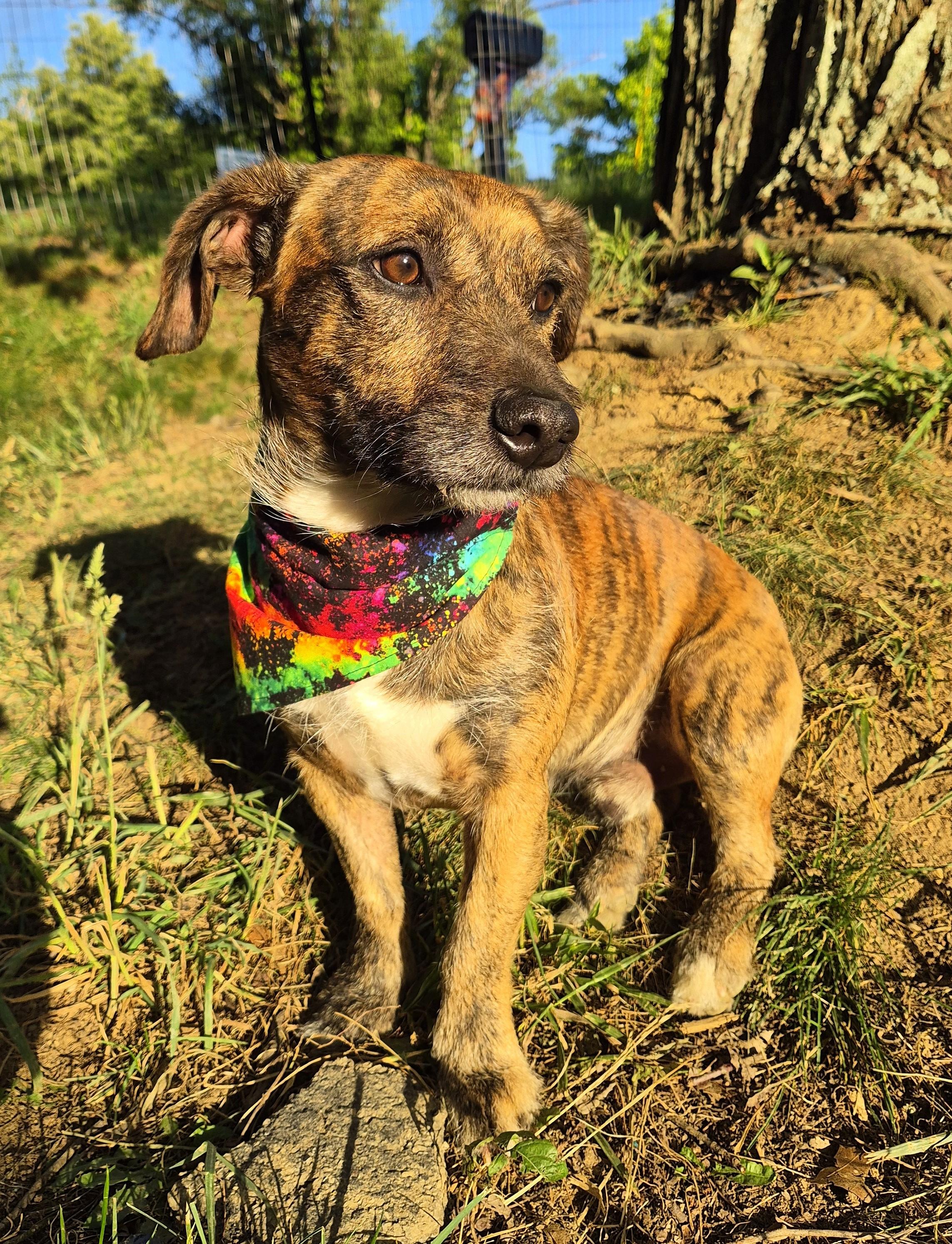 Enlarge Max in TN (Courtesy Listing), an adopted mixed breed in Kingsport, TN image 5/5