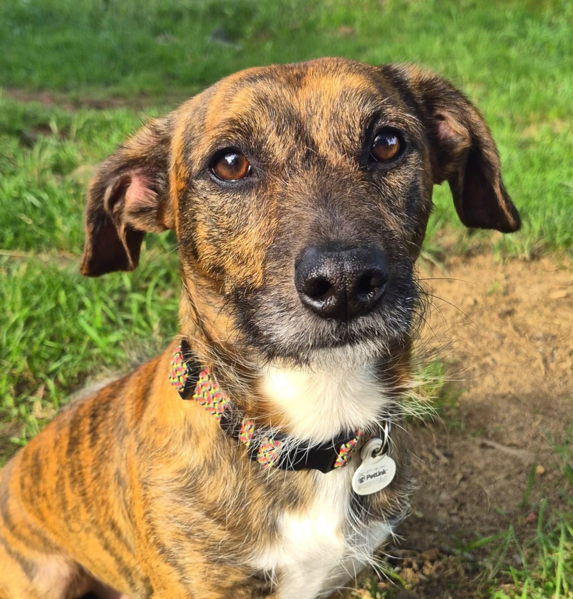 Enlarge Max in TN (Courtesy Listing), an adopted mixed breed in Kingsport, TN image 1/5